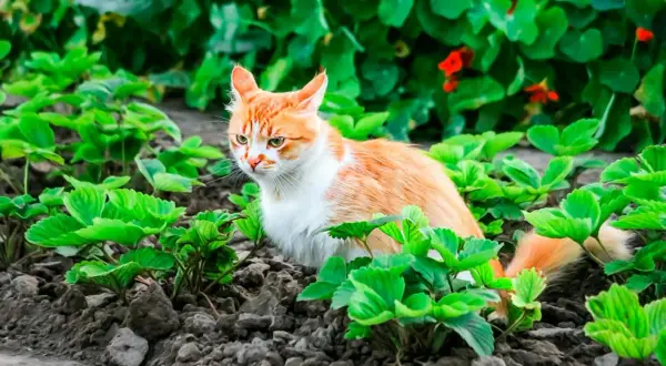 En orangevit katt smyger i jordgubbslandet. Hur ska man få bort katter från tomten när de är så söta?