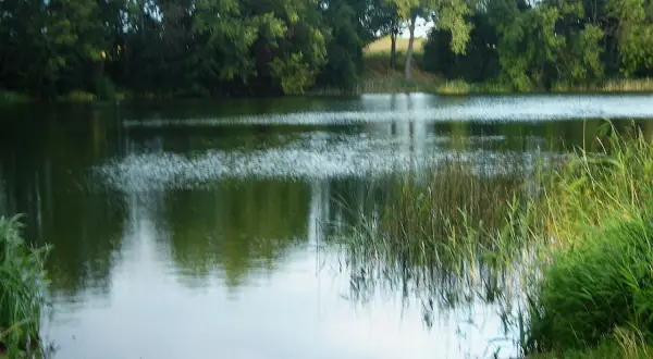 Spokojne jezioro w Tychowie koło Stargardu, otoczone zielenią drzew i trzcin.