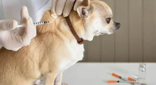 A veterinarian administers an mRNA rabies vaccine for dogs to a small tan chihuahua.