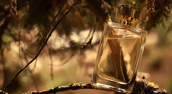 Szklana buteleczka perfum z płynem w kolorze złota, oparta o gałąź drzewa. Czy tak pachnie drzewo sandałowe?