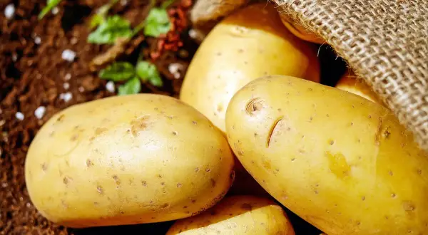 Świeżo wykopane ziemniaki Satina, część schowana pod jutowym workiem, leżą na ziemi.