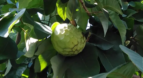 Annona verde su un ramo, tra foglie lussureggianti. Ci si chiede dopo quanti anni fruttifica l'annona, ma questa è già pronta per essere raccolta.