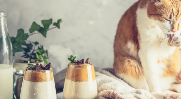Pomarańczowy kot myje łapkę obok dwóch deserów z bitą śmietaną i kawą, a obok stoi butelka z mlekiem.