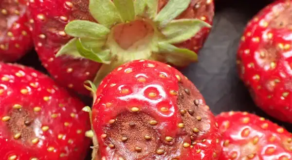 Zbliżenie na czerwone truskawki z widocznymi brązowymi plamami, objawami antraknozy truskawki.