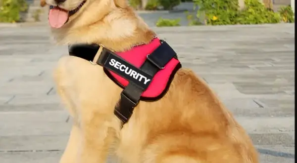 Obroża czy szelki dla golden retrievera - co wybrać dla psa?
