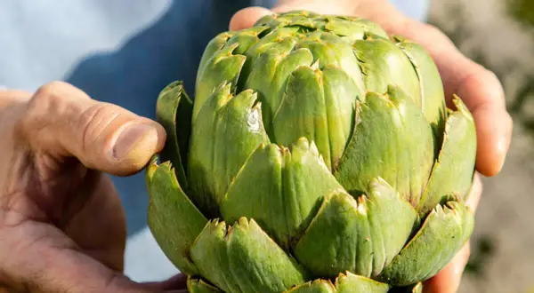 Hände halten eine frische Artischocke. So isst man eine Artischocke: Blatt für Blatt abziehen, das weiche Innere abknabbern.