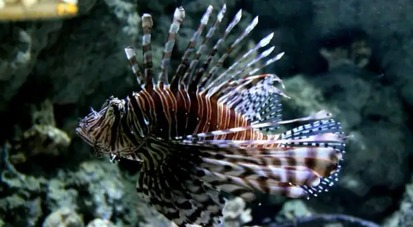 Oto jedna z fascynujących atrakcji Oceanarium Gdańsk – skrzydlica o imponujących płetwach, pływająca wśród skał.