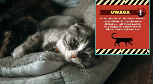 Smutny kotek leży na posłaniu. Obok ostrzeżenie o nowych chorobach kotów z objawami neurologicznymi i oddechowymi.