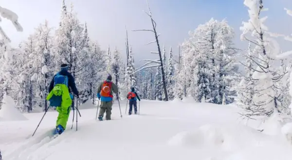 Trzy osoby w kolorowych plecakach przemierzają zasypany śniegiem las, ciesząc się ski touringiem.