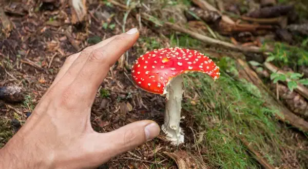 Muchomor czerwony psychodelik: Halucynacje i ryzyko dla zdrowia