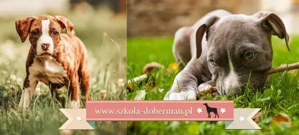 Jak wytresować amstaffa? Poradnik dla zrównoważonego psa