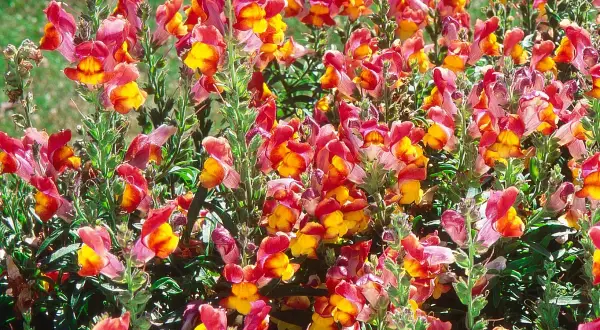 Un parterre de muflier fleur aux couleurs vives, mêlant le rose, le rouge et le jaune, illumine le jardin.