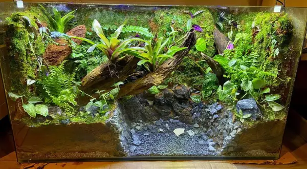 Zielone, wilgotne terrarium z korzeniami, mchem i roślinnością. Idealne dla kraba wampira, spełnia jego wymagania dotyczące środowiska.