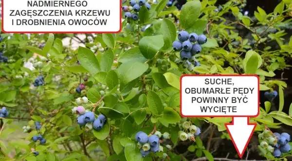 Sezon na borówki amerykańskie: Kiedy są najlepsze i najtańsze?