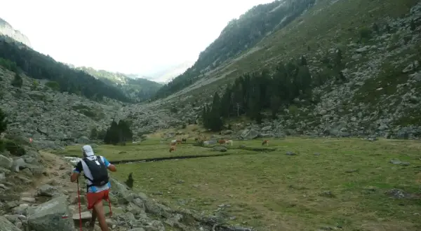 Un coureur prépare son plan entrainement trail 50 km dans une vallée montagneuse, traversant un sentier rocailleux avec des vaches en pâturage.