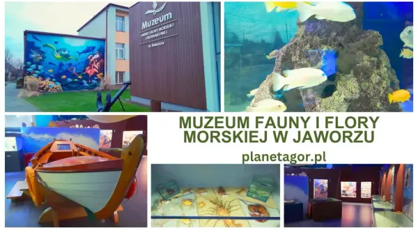 Muzeum Fauny i Flory Morskiej i Śródlądowej w Jaworzu zaprasza do odkrywania podwodnego świata. Zobacz akwaria, morskie stworzenia i wystawy.