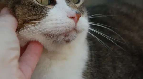 ¿Es normal que a mi gato se le caigan los bigotes? Causas y cuidados