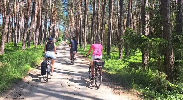 Rodzina przemierza malownicze **trasy rowerowe Wielkopolska** w sosnowym lesie.
