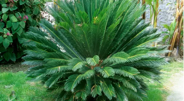 Un cycas revoluta taille adulte, majestueux, déploie ses frondes vertes luxuriantes dans un jardin ensoleillé, avec des bananiers et un mur de pierre en arrière-plan.
