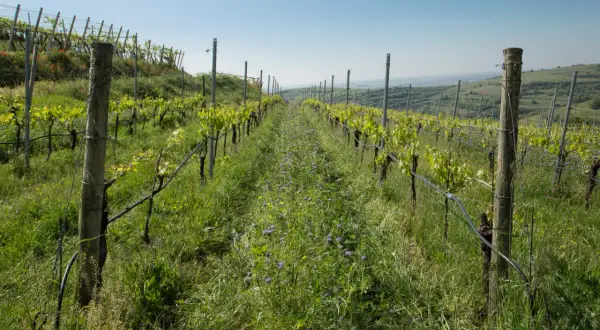 Filari di vite giovani in un vigneto con erba alta e fiori viola. Il sovescio vigneto favorisce la biodiversità.