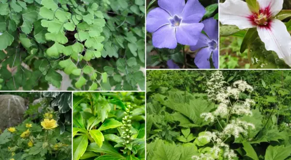 Kwitnące i zielone **rośliny do cienia**: paproć adiantum, barwinek, trillium, jaskry, wilczomlecz i tawuła.