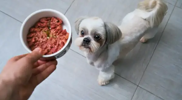 Mały piesek Shih Tzu z nadzieją patrzy na miskę z jedzeniem. Czy to gotowany kurczak?