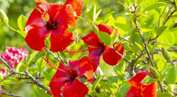 Piękne, czerwone kwiaty hibiskusa chińskiego (Hibiscus rosa sinensis) rozkwitają wśród soczystej zieleni.