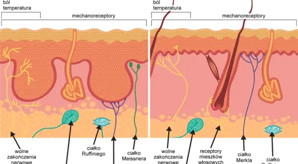 Schemat skóry z receptorami: nocyceptor (wolne zakończenia nerwowe) reaguje na ból i temperaturę, a mechanoreceptory na dotyk.