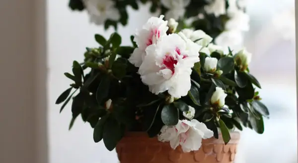 En kruka med en vacker azalea blomma i full blom. De vita kronbladen har rosa inslag och omges av mörkgröna blad.