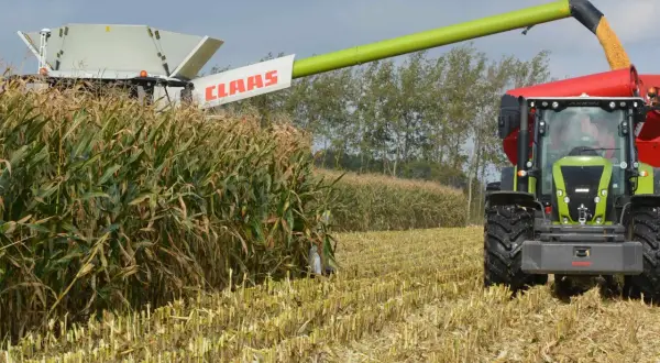 Kombajn Claas zbiera kukurydzę na ziarno. Złote ziarna lecą z rury do przyczepy ciągnika.