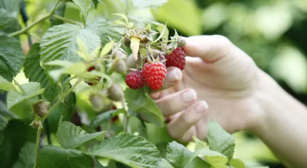 Hand pflückt reife Himbeeren. Die leuchtend roten Früchte zeigen, wann sind Himbeeren reif und bereit für die Ernte.