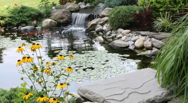 Un étang de jardin paisible avec des poissons rouges, des nénuphars et une cascade. Les fleurs jaunes égayent le paysage, mais attention aux moustiques !