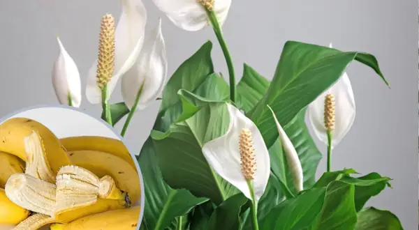 Bananowy nawóz z bananów do jakich roślin? Skórki bananów wzbogacą ziemię dla paproci i innych roślin domowych.