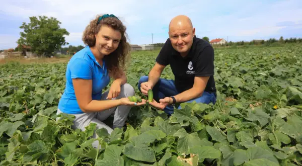Para prawidłowy wzrost ogórków kluczowe jest odpowiednie nawadnianie. Woda jest niezbędna do rozwoju roślin i owoców.
