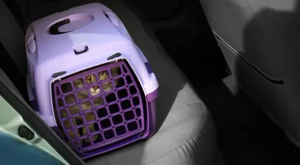 Najlepsze transportery dla kota ragdoll: komfort i bezpieczeństwo w podróży