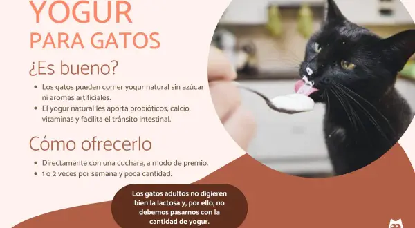 Un gato negro saborea yogur de una cuchara. Los gatos pueden comer yogur natural sin azúcar, es bueno para ellos.