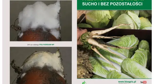 Grzybnia fusarium przed i po zabiegu POLYVERSUM WP. Stosuj POLYVERSUM WP, by chronić warzywa przed pleśnią podczas przechowywania.