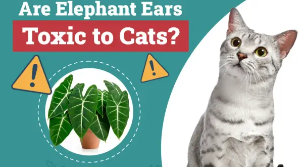 Are Elephant Ears toxic to cats? A curious cat looks at a potted Alocasia plant, with warning signs indicating potential danger.
