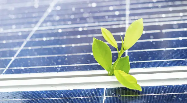 Un brote verde emerge entre las placas solares, mostrando lo que no te cuentan de las placas solares: su potencial para la vida y la renovación.