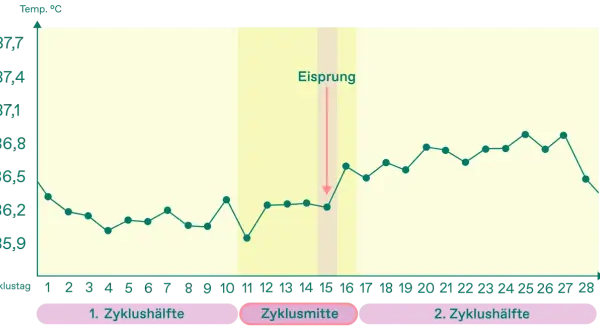 Temperaturkurve zeigt den Zyklusverlauf. Ein Pfeil markiert den Eisprung, der oft um den Zyklustag 14 stattfindet.