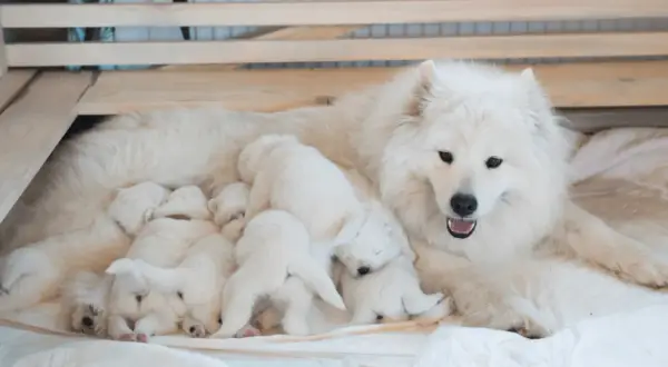 Matka samojed z gromadką szczeniąt. Jej łagodny samojed charakter widać w opiece nad maluchami.