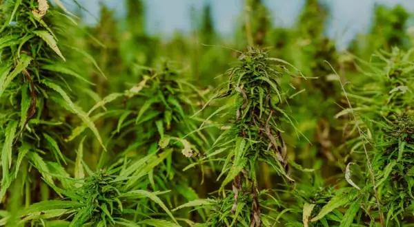 THC z konopi w Polsce 2026: Co musisz wiedzieć o limitach i produktach?