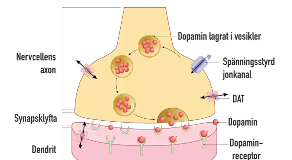 Illustration av en nervcellssynaps. Dopamin frigörs och binder till receptorer, en process som kan påverkas av alkohol.