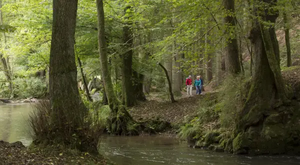Zwei Wanderer auf der Hexenroute Odenthal, ein Bach plätschert durch den moosbewachsenen Wald.