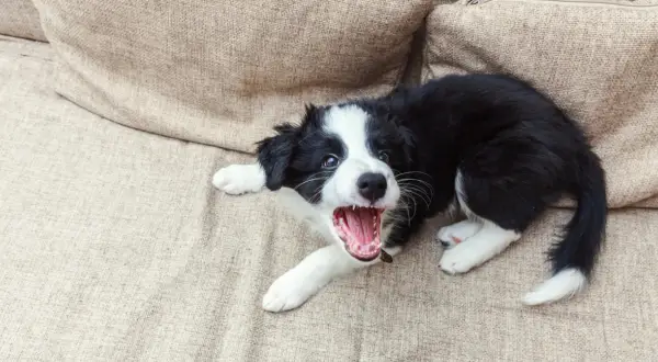 Szczeniak border collie leży na kanapie, otwierając pyszczek w głośnym szczeknięciu. Wygląda, jakby pies szczekał bez powodu, ale pewnie po prostu się bawi!