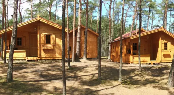 Drewniane domki w lesie, idealne na tanie noclegi blisko morza. Słońce przebija się przez sosny, tworząc cienie na ziemi.