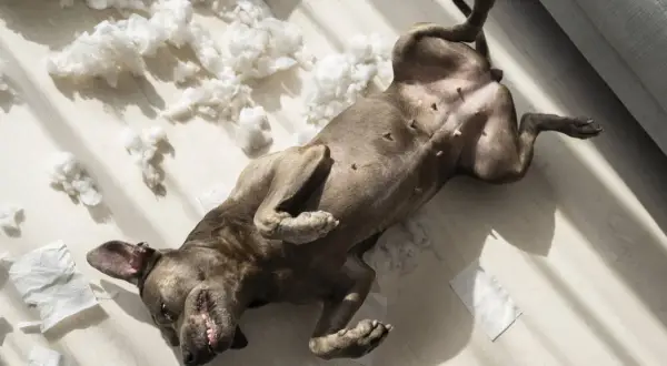 Perro tumbado boca arriba en el suelo, rodeado de restos de papel y relleno de cojín. Podría ser un signo de ansiedad por separación en perros.