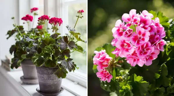 Två krukor med pelargoner. Den vänstra visar mörka blad och rosa blommor vid ett fönster. Den högra visar en närbild på klara rosa blommor.