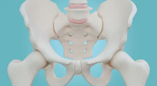 Anatomical model of the human pelvis, showing the miednica mniejsza, sacrum, and hip joints.