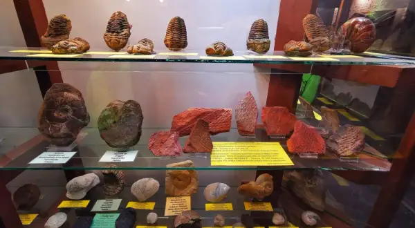 Fosylie trylobitów i amonitów w muzeum mineralogicznym Szklarska Poręba.